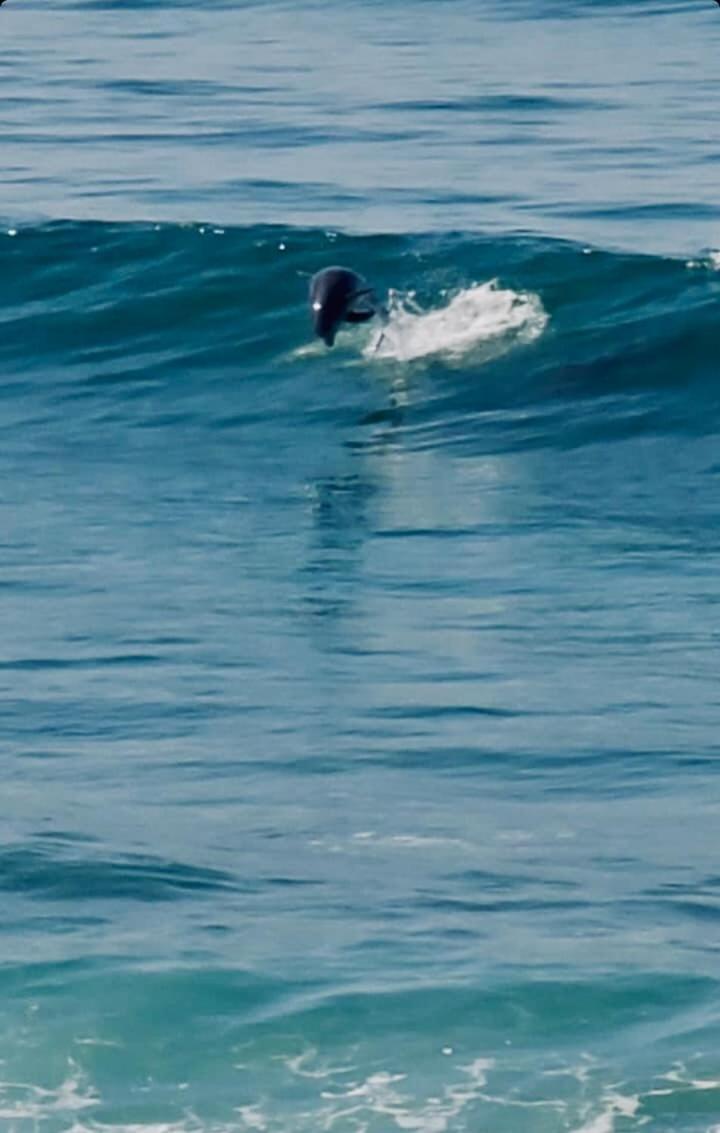 Dolphin Beach Get Away Rosarito Dış mekan fotoğraf